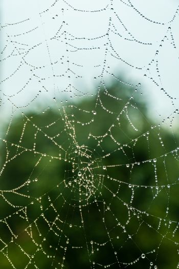 web, lace, dew Wallpaper 640x960