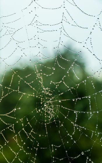 web, lace, dew Wallpaper 1752x2800