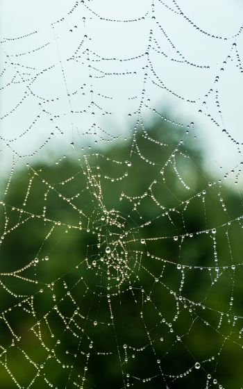 web, lace, dew Wallpaper 1200x1920