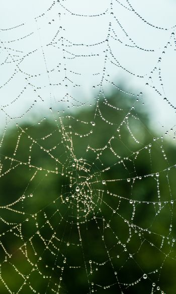 web, lace, dew Wallpaper 1200x2000