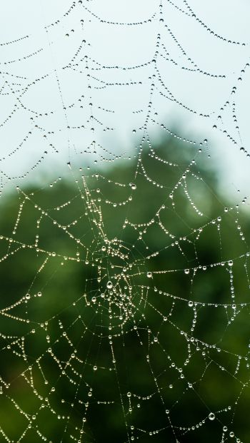 web, lace, dew Wallpaper 640x1136