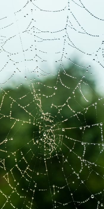web, lace, dew Wallpaper 720x1440