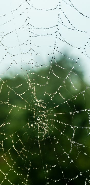 web, lace, dew Wallpaper 1440x2960