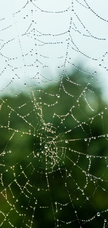 web, lace, dew Wallpaper 1440x3040