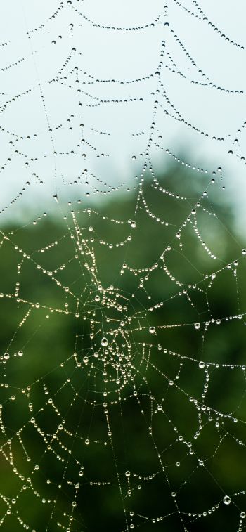 web, lace, dew Wallpaper 1284x2778