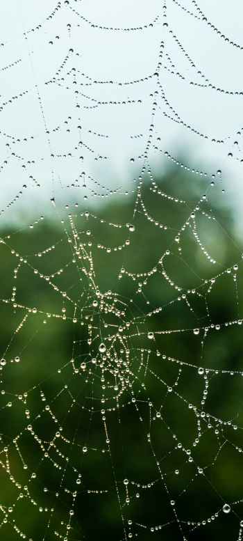 web, lace, dew Wallpaper 1440x3200