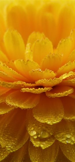 dew drops, petals Wallpaper 1080x2340