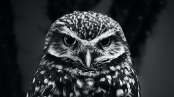 owl, owl Wallpaper 1280x720