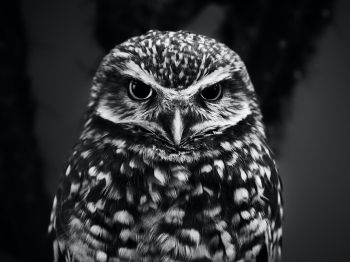 owl, owl Wallpaper 1024x768