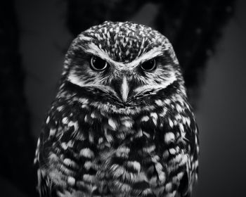 owl, owl Wallpaper 1280x1024