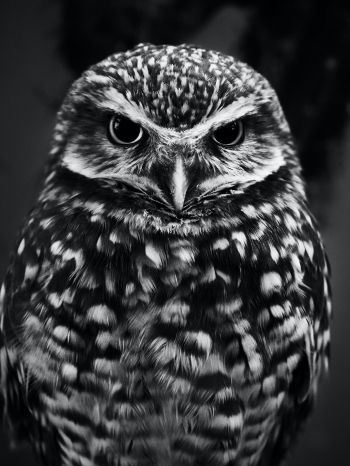 owl, owl Wallpaper 1620x2160