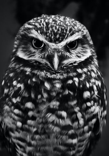 owl, owl Wallpaper 1668x2388