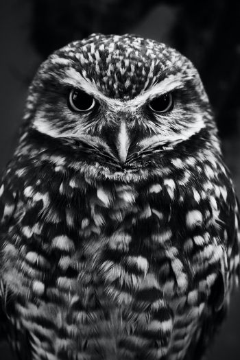 owl, owl Wallpaper 640x960