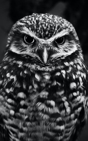 owl, owl Wallpaper 1200x1920