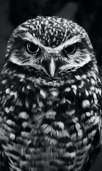 owl, owl Wallpaper 1200x2000