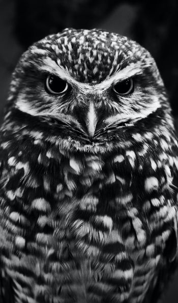 owl, owl Wallpaper 600x1024