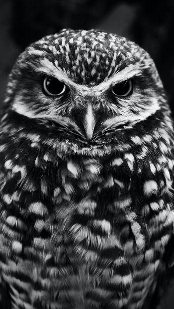 owl, owl Wallpaper 640x1136
