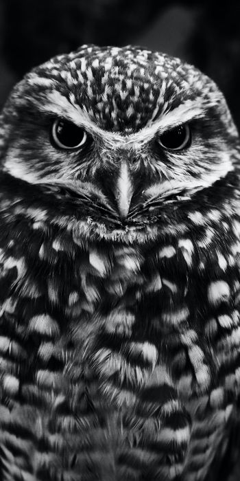 owl, owl Wallpaper 720x1440