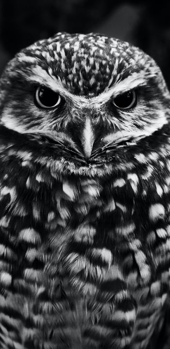owl, owl Wallpaper 1080x2220