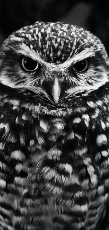 owl, owl Wallpaper 720x1520