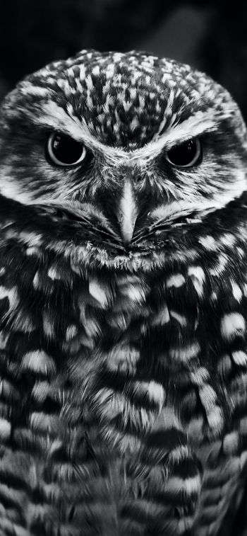 owl, owl Wallpaper 828x1792