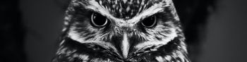 owl, owl Wallpaper 1590x400