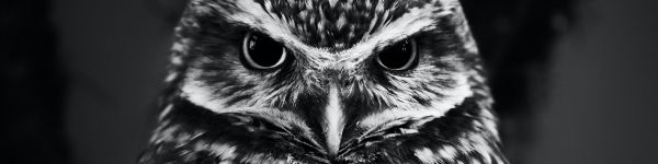 owl, owl Wallpaper 1590x400