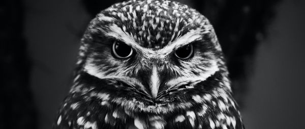 owl, owl Wallpaper 2560x1080