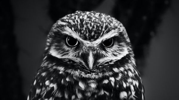 owl, owl Wallpaper 1600x900
