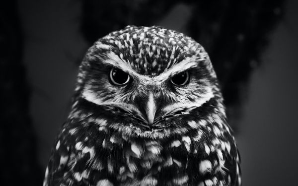 owl, owl Wallpaper 2560x1600