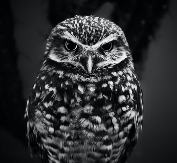 owl, owl Wallpaper 2880x2656