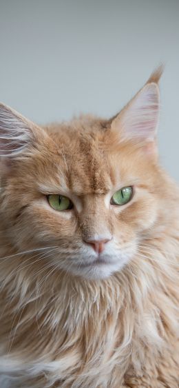 maine coon, cat Wallpaper 1080x2340