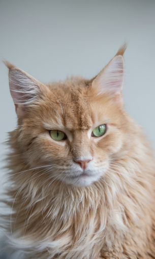 maine coon, cat Wallpaper 1200x2000