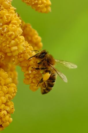 Обои 2000x3000 насекомое, пчела