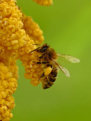 Обои 1536x2048 насекомое, пчела