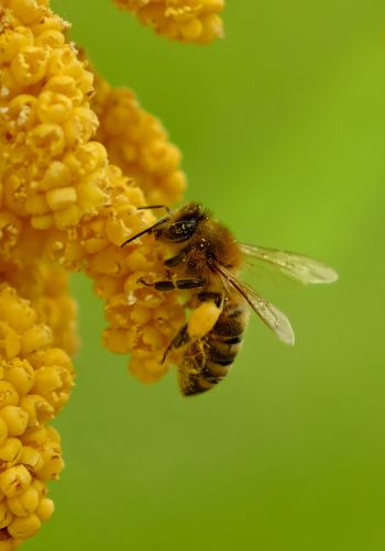 Обои 1668x2388 насекомое, пчела