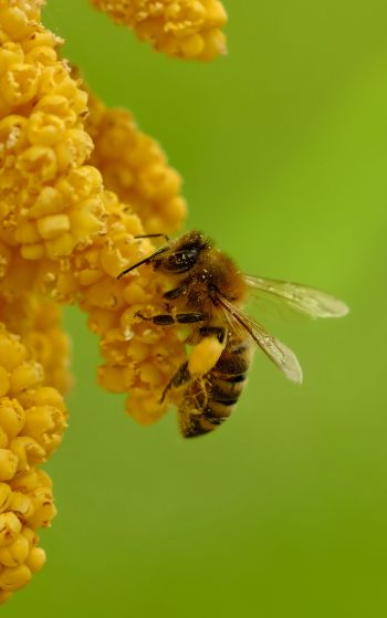 Обои 1752x2800 насекомое, пчела