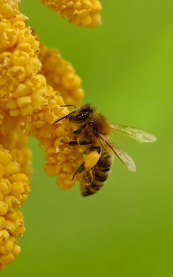 Обои 1600x2560 насекомое, пчела