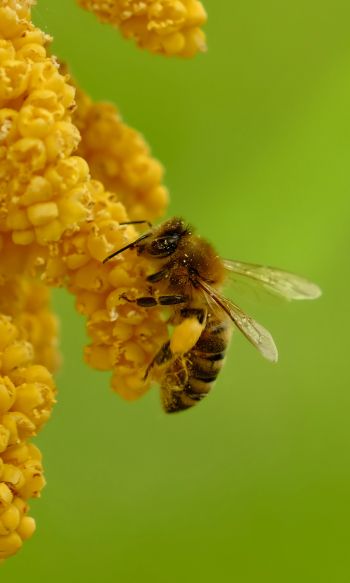 Обои 1200x2000 насекомое, пчела