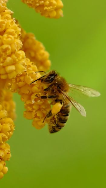 Обои 750x1334 насекомое, пчела