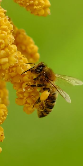 Обои 720x1440 насекомое, пчела