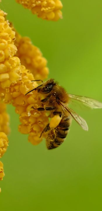 Обои 1080x2220 насекомое, пчела