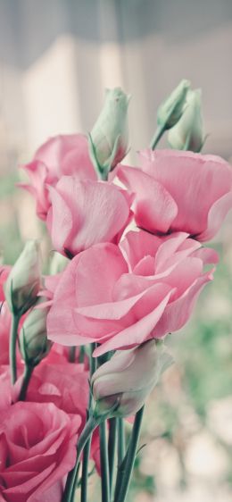pink roses, roses Wallpaper 1242x2688