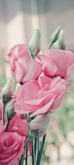 pink roses, roses Wallpaper 1080x2400