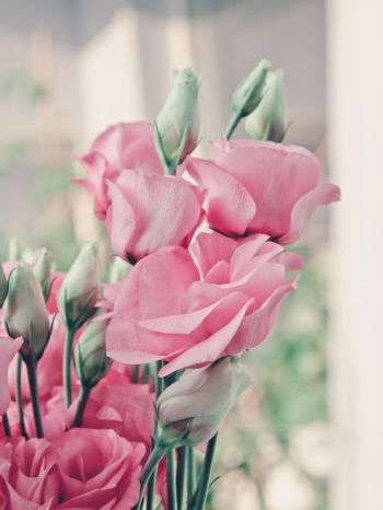 pink roses, roses Wallpaper 1668x2224