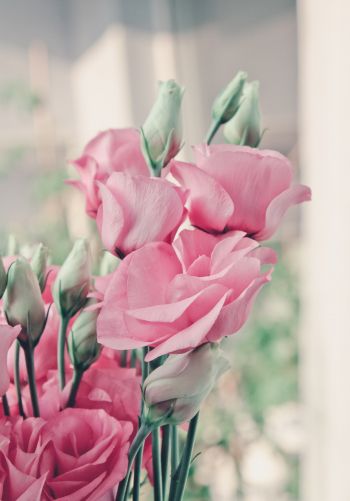 pink roses, roses Wallpaper 1668x2388