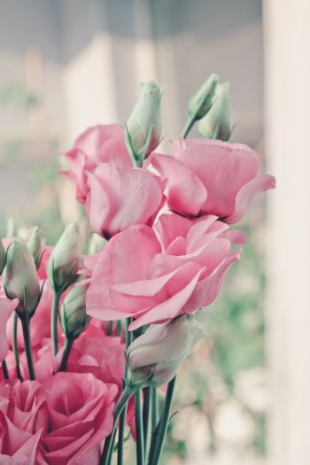 Обои 640x960 розовые розы, розы