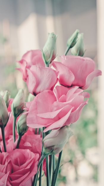 pink roses, roses Wallpaper 640x1136