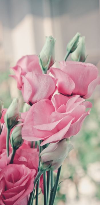 pink roses, roses Wallpaper 1080x2220