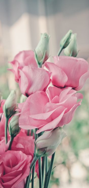 pink roses, roses Wallpaper 1080x2280